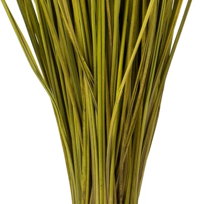 Vickerman 24-30" Basil Whip Grass, 8 Oz Bundle, Dried - Image 3