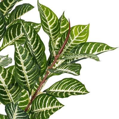 Vickerman 35" Artificial Green Real Touch Zebra Plant. - Image 2