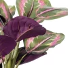 Vickerman 16" Calathea Roseopicta In Black Pot. This Is An Aritifical Plant In A Black Plastic Pot.