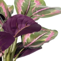 Vickerman 16" Calathea Roseopicta In Black Pot. This Is An Aritifical Plant In A Black Plastic Pot.