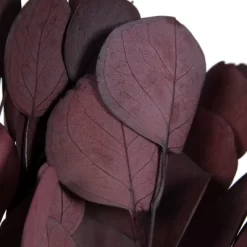 Vickerman Natural Botanicals 18-20" X 8" Eucalyptus Populus, 100 Grams Per Unit