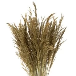 Vickerman 36" Congo Grass Bundle, 8 Oz Dried