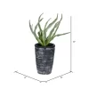 Vickerman 11" Artificial Green Gray Potted Haworthia.