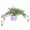 Vickerman 16" Artificial Light Green Variegated Leaves In Pot.