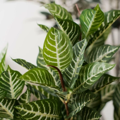 Vickerman 35" Artificial Green Real Touch Zebra Plant. - Image 5