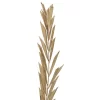 Vickerman Natural Botanicals 27" Rahul Stick Natural 8 Stems/Bunch. Each Rahul Stick Measures About 27 Inches Tall And 3.9 To 4.3 Inches Wide. It