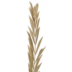 Vickerman Natural Botanicals 27" Rahul Stick Natural 8 Stems/Bunch. Each Rahul Stick Measures About 27 Inches Tall And 3.9 To 4.3 Inches Wide. It