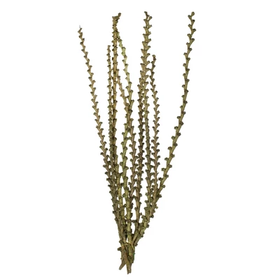 Vickerman 40-48" Natural Ladder Branches, Dried - Image 6